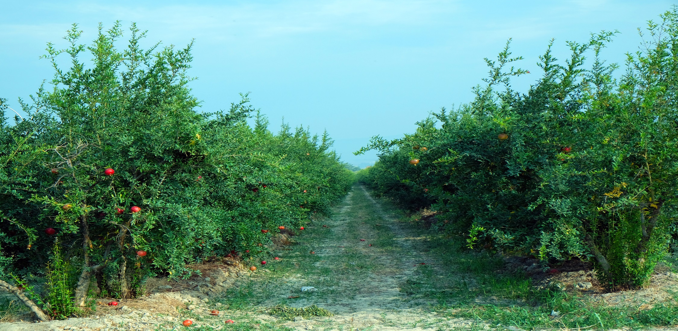 Orchard Field